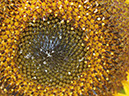 %_tempFileNameFlora_20%