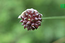 %_tempFileNameFlora_21%