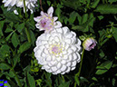 %_tempFileNameFlora_22%