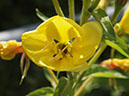 %_tempFileNameFlora_25%