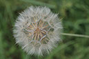 %_tempFileNameFlora_26%