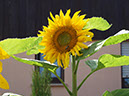 %_tempFileNameFlora_27%
