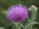 %_tempFileNameFlora_29%