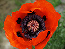 %_tempFileNameFlora_30%