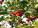 %_tempFileNameFlora_31%