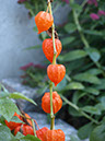 %_tempFileNameFlora_34%