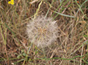 %_tempFileNameFlora_37%