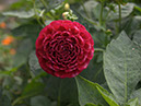 %_tempFileNameFlora_39%