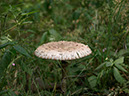 %_tempFileNameFlora_40%