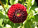 %_tempFileNameFlora_44%