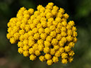 %_tempFileNameFlora_45%