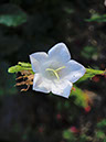 %_tempFileNameFlora_51%