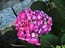 %_tempFileNameFlora_52%