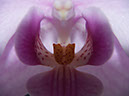 %_tempFileNameFlora_61%