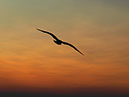 %_tempFileNameMeer_21%