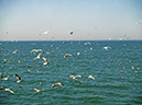 %_tempFileNameMeer_33%